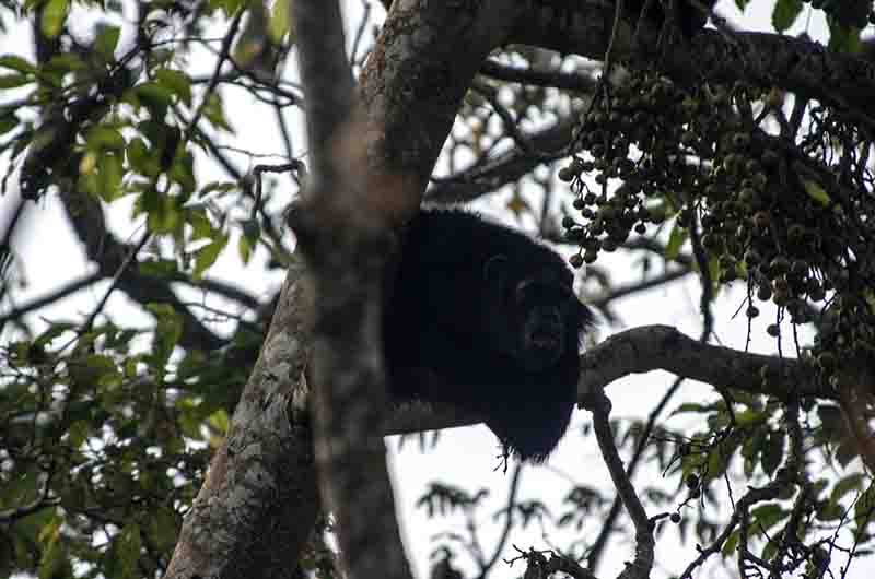 13 - Chimpance - parque nacional de Nyungwe - Ruanda